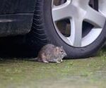 UK Drivers Face Huge Bills as Rodents Ravage Cars – What You Need to Know
